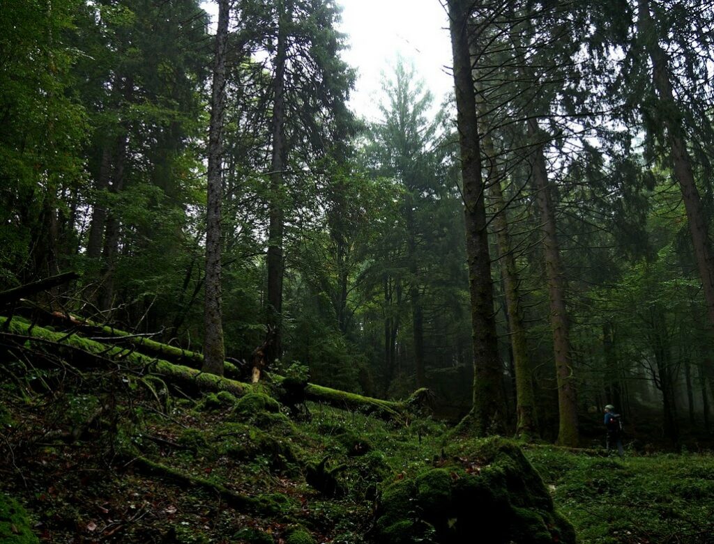 Escursione Foresta del Cansiglio